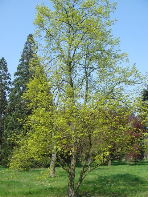 Tilia mongolica